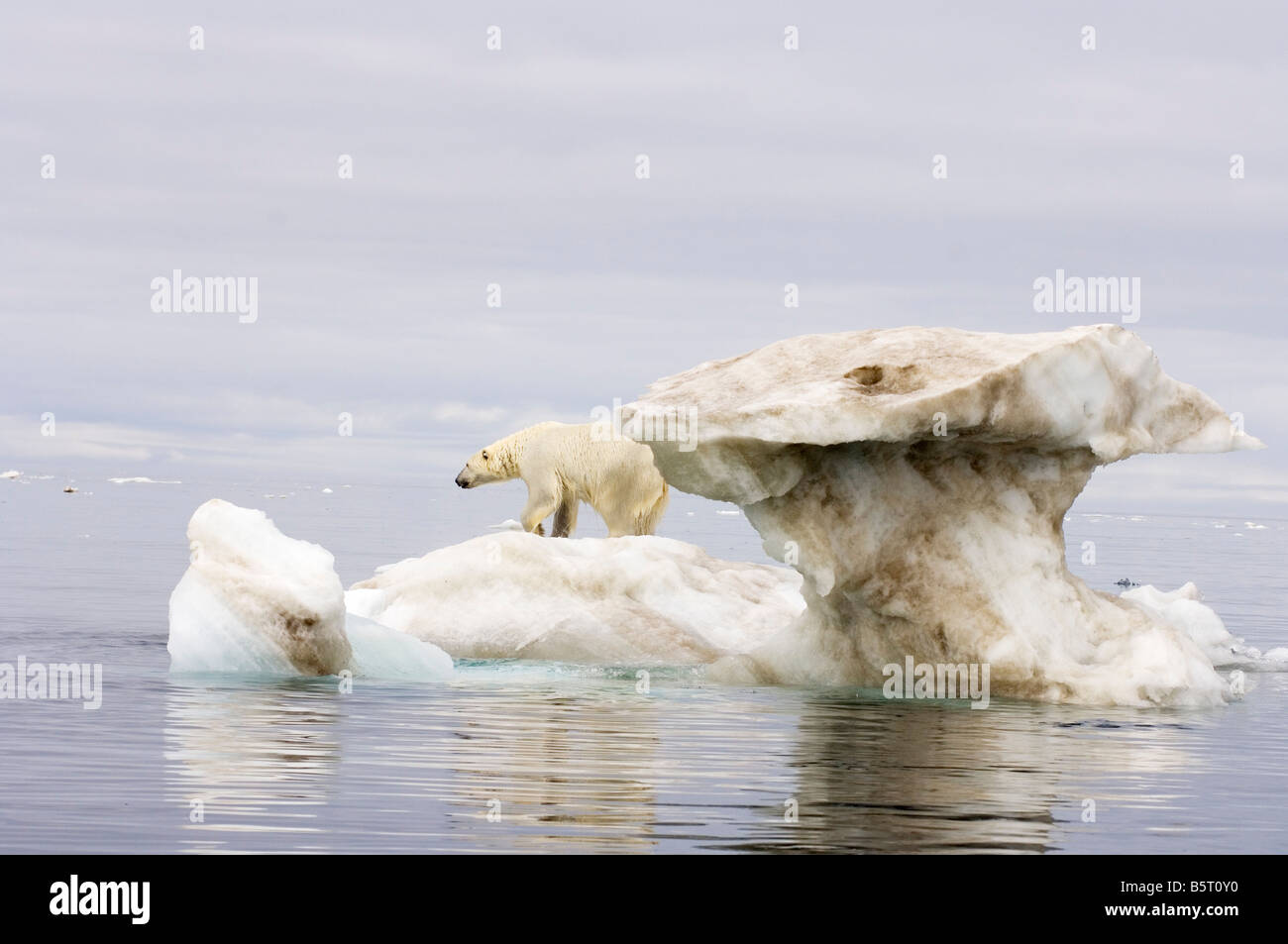 polar bear Ursus maritimus standing atop an iceberg floating in the ...