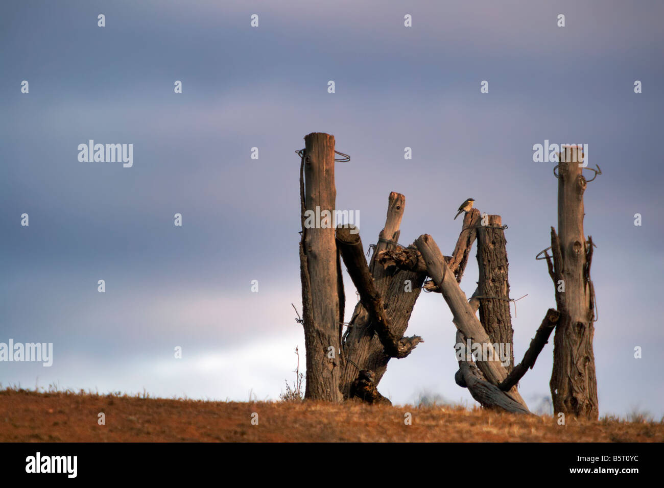 New! Stockyard Lariat main image 0
