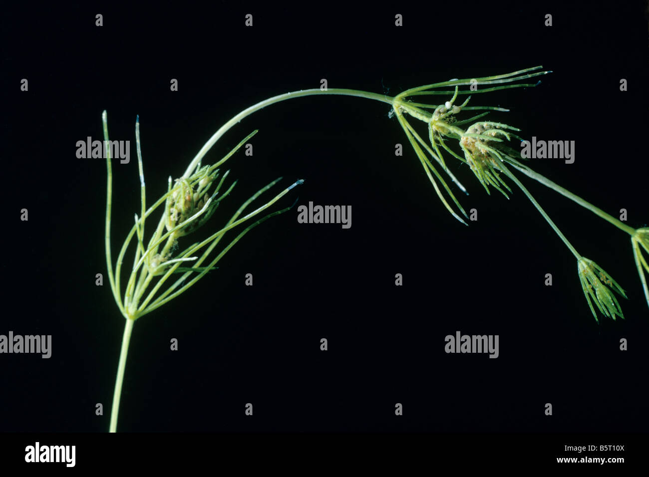 Stonewort Chara sp. a charophytous freshwater alga Stock Photo