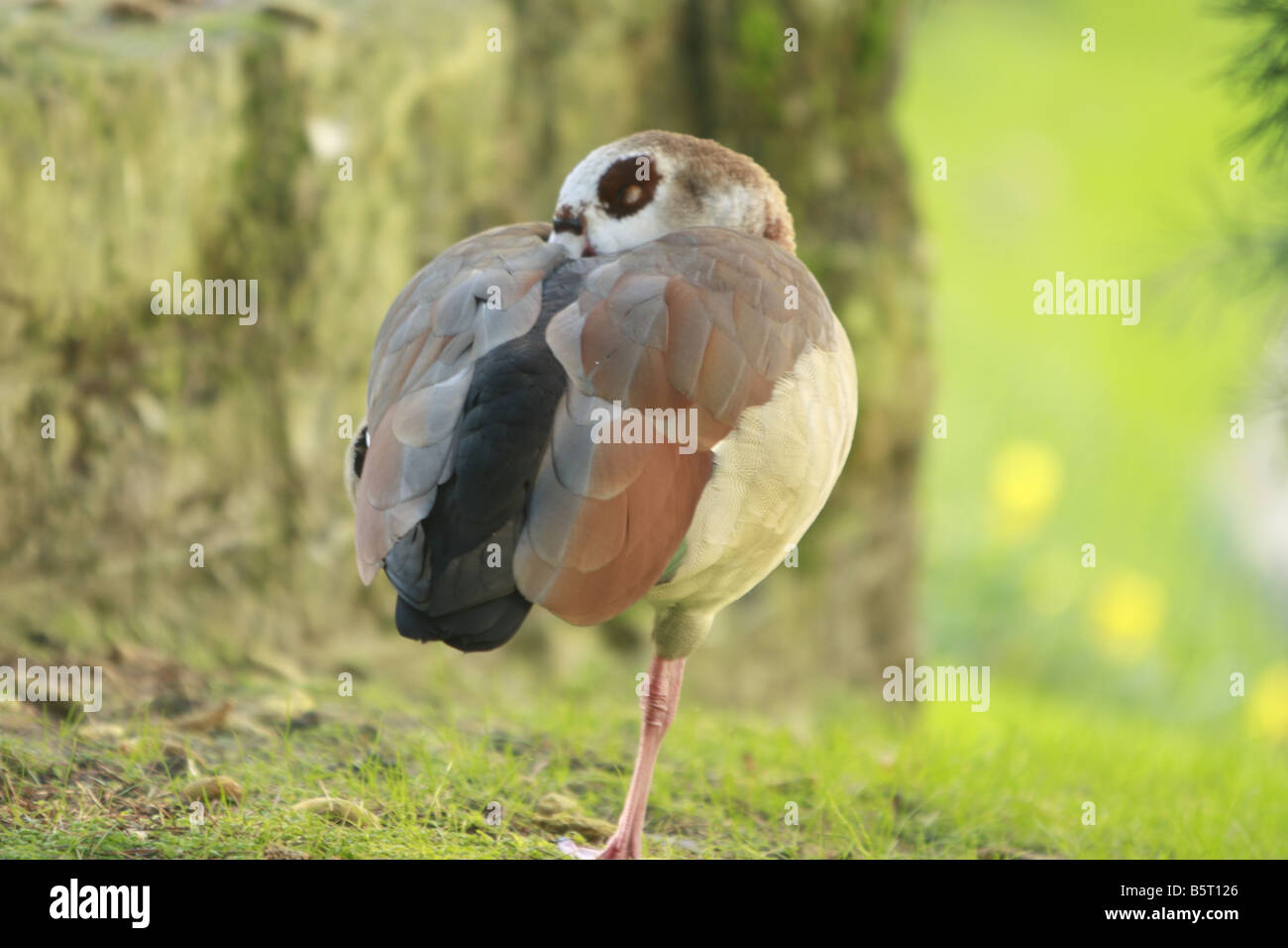 Bird on one leg Stock Photo Alamy