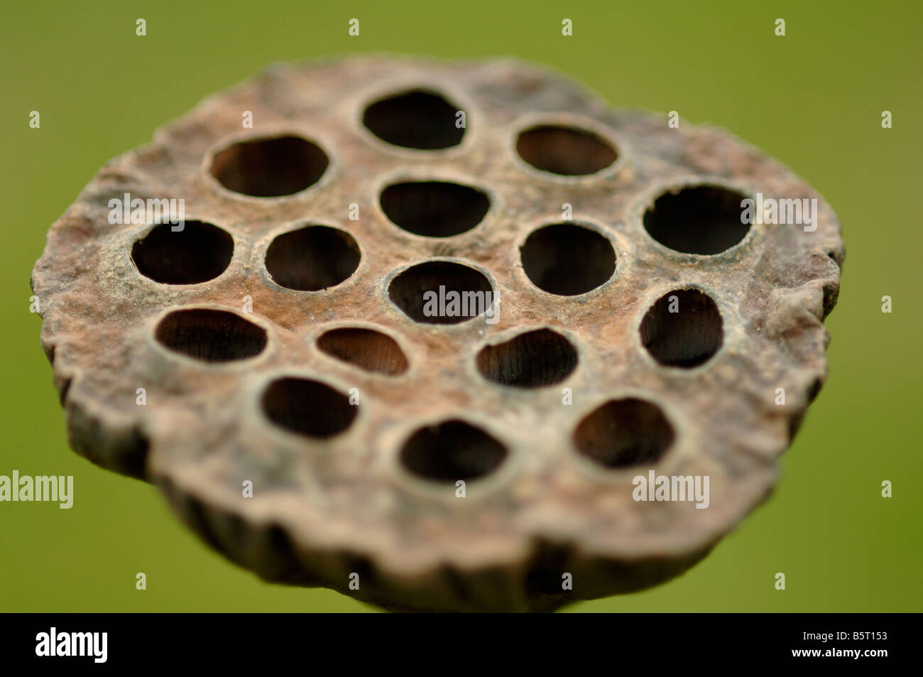 Lotus lily or sacred lotus dry fruit Nelumbo nucifera with holes where seeds were sited Stock Photo
