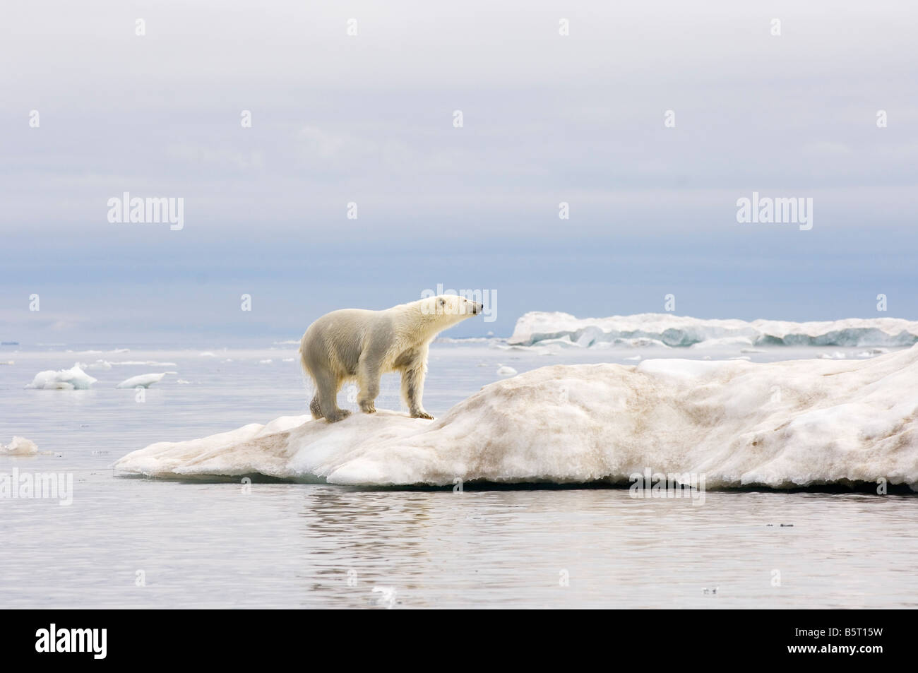 polar bear Ursus maritimus standing atop an iceberg floating in the ...