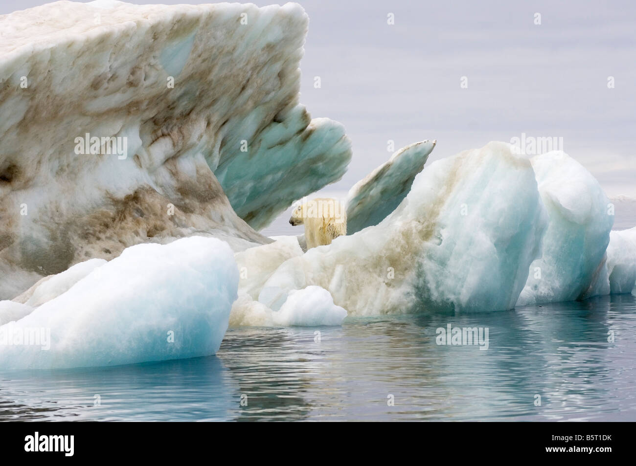 polar bear Ursus maritimus standing atop an iceberg floating in the ...