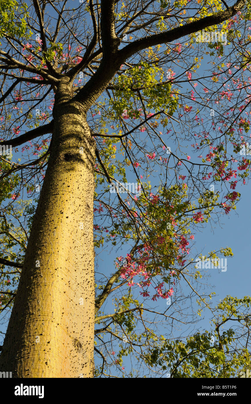 Chorisia speciosa or Ceiba speciosa in flower, Lisbon, Portugal Stock Photo