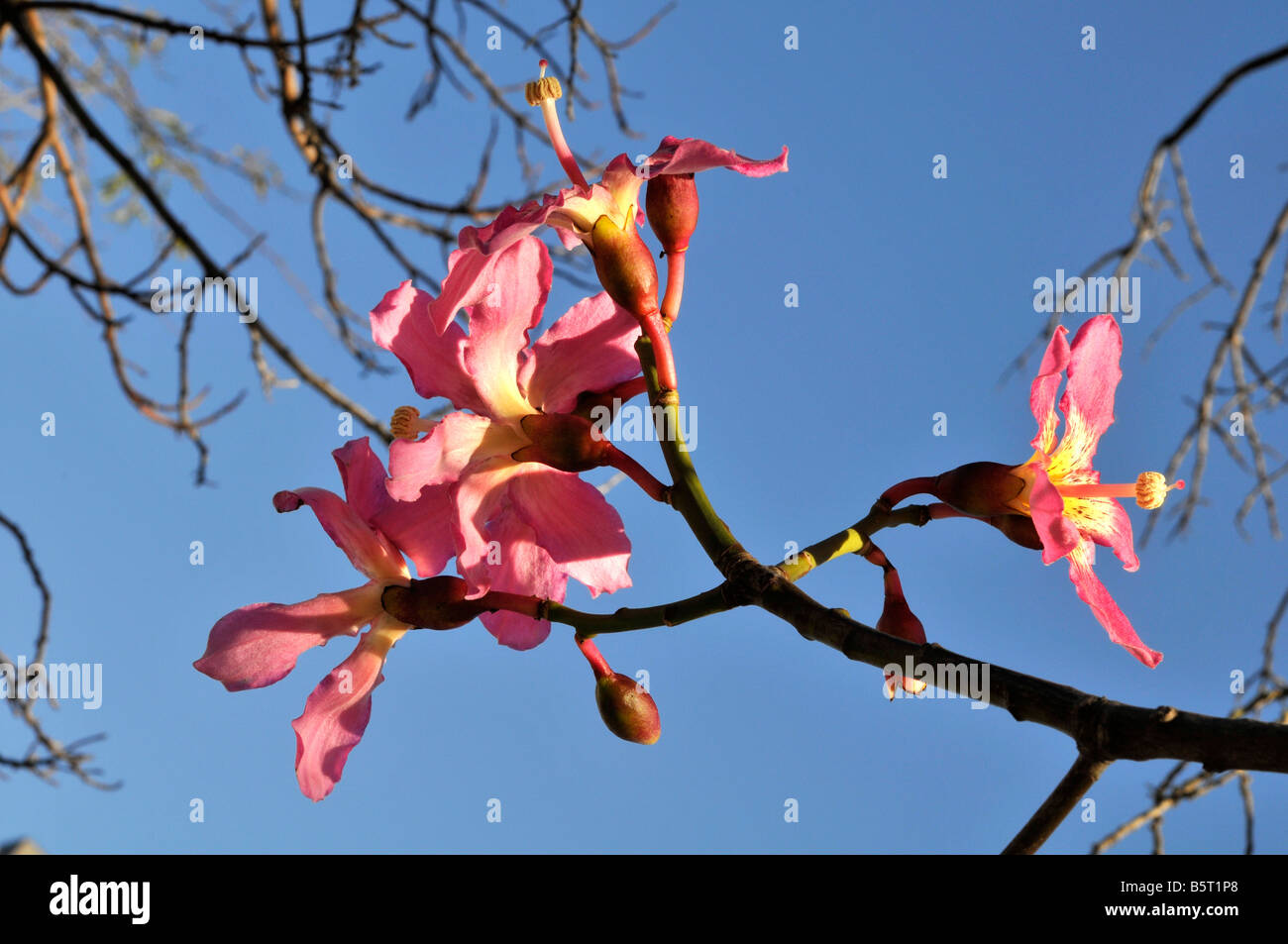Silk floss tree. Flowers Stock Photo Alamy