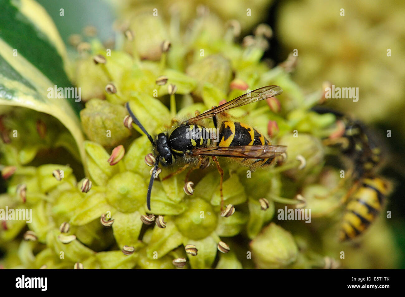 Common wasp Vespula vulgaris feeds on ornamental ivy flowers Hedera in October Stock Photo