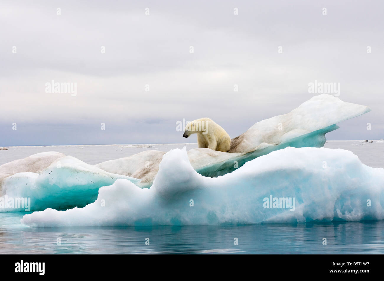 polar bear Ursus maritimus standing atop an iceberg floating in the ...