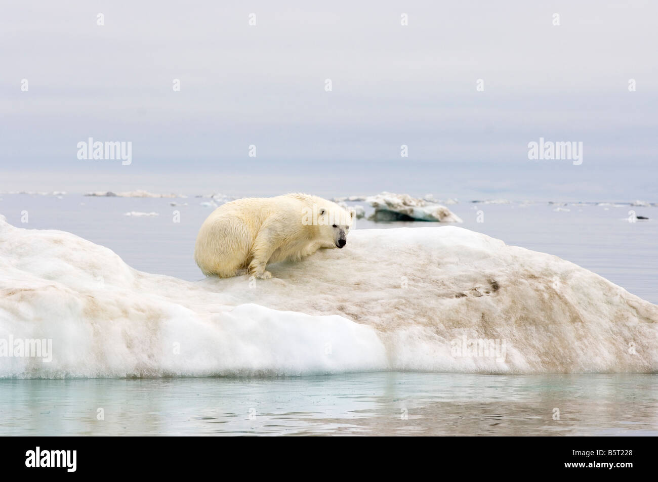 polar bear Ursus maritimus standing atop an iceberg floating in the ...