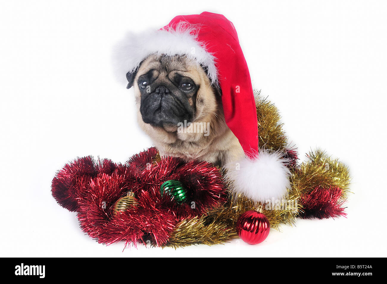 Pug dog wearing a santa hat Stock Photo