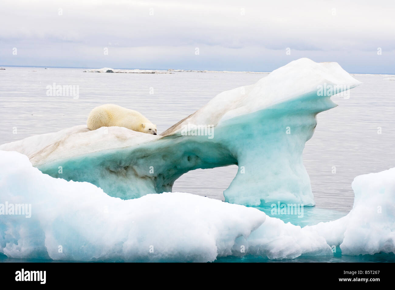 polar bear Ursus maritimus standing atop an iceberg floating in the ...