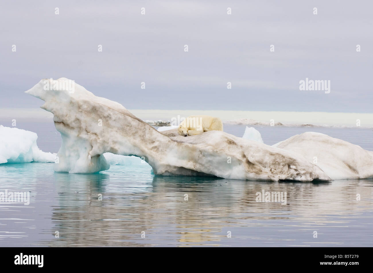 polar bear Ursus maritimus standing atop an iceberg floating in the ...