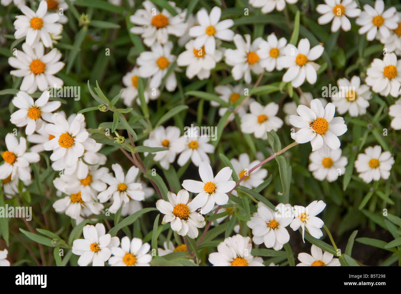 Field Of White Flowers High Resolution Stock Photography and Images - Alamy