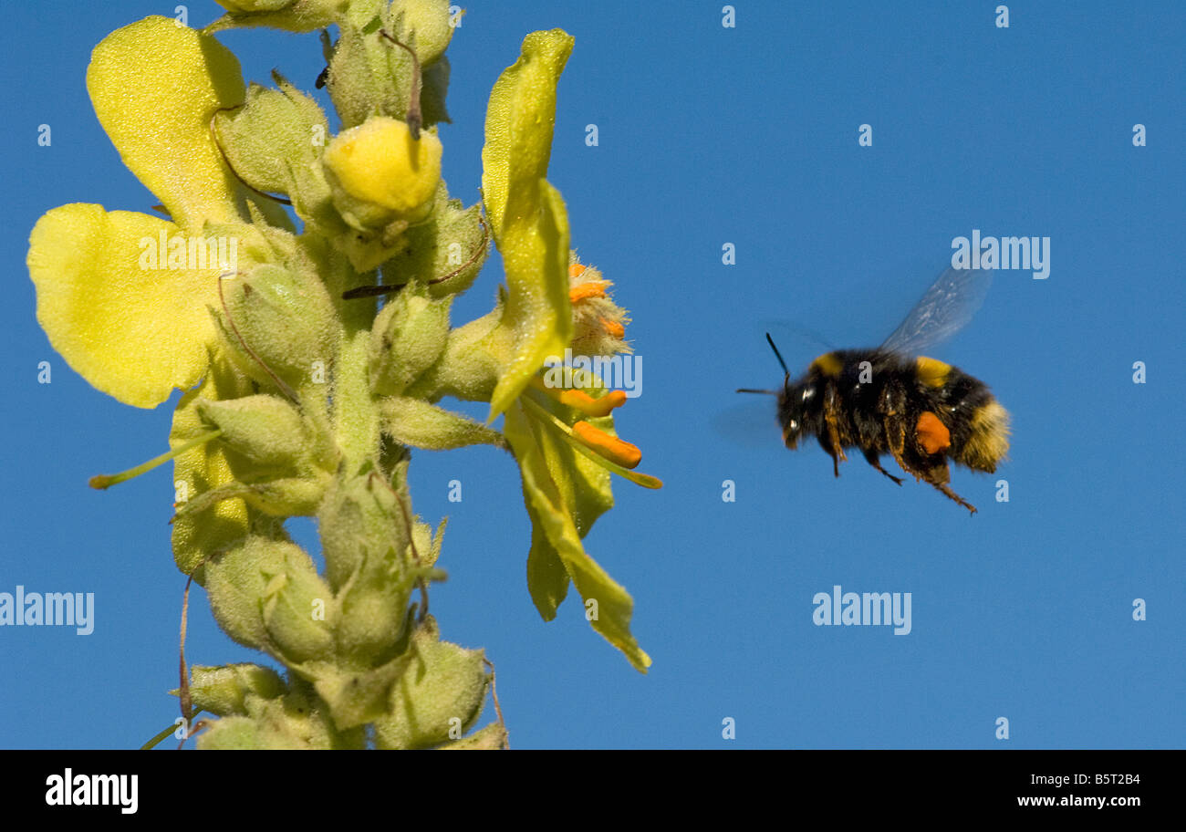 Bumblebee with orange pollen load flying to mullein Verbascum flower Stock Photo