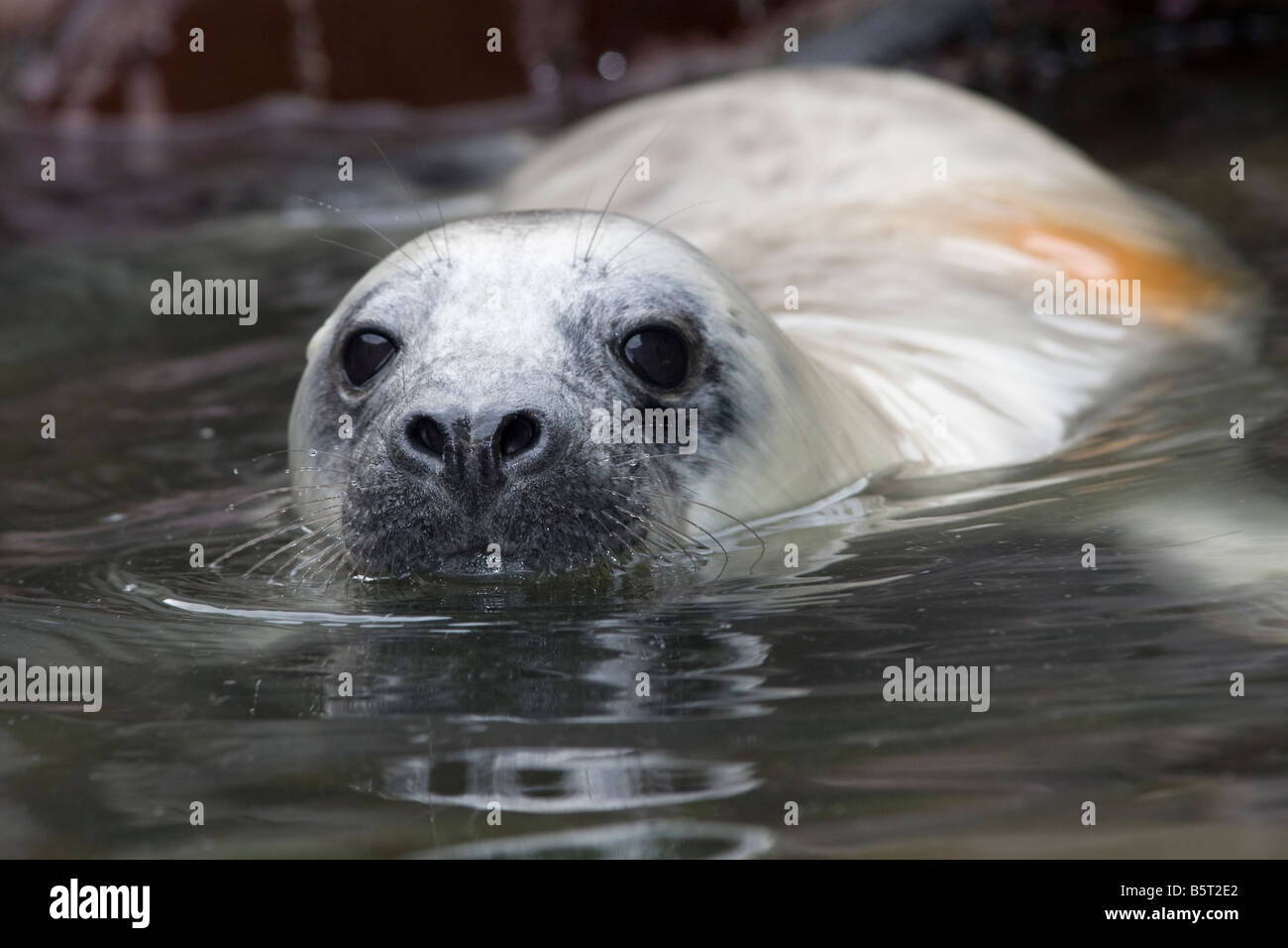 Halichoerus grypus - grey seal pup in rock pool on beach in Pembrokeshire Stock Photo