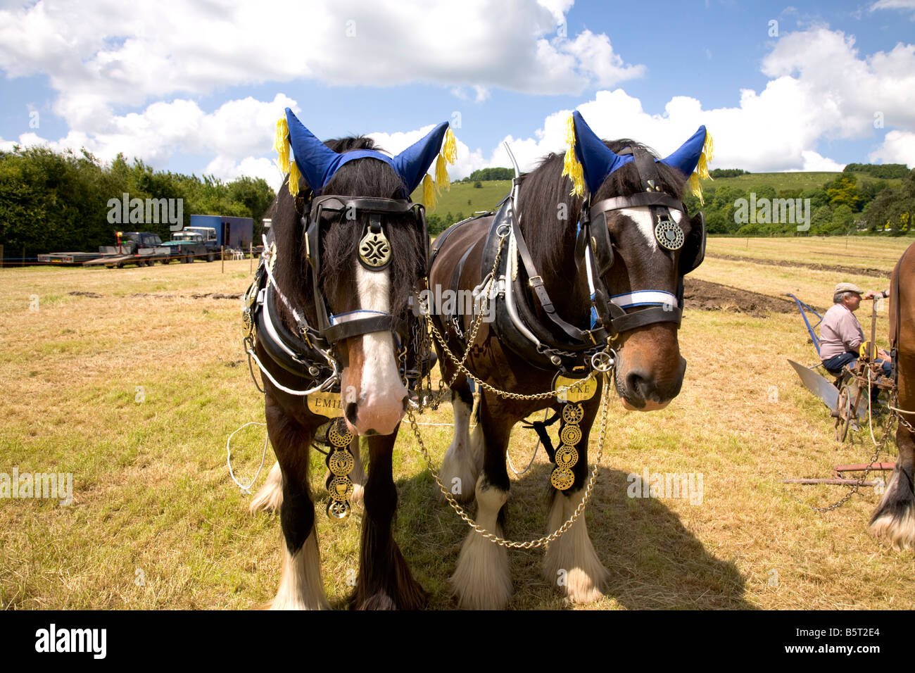 Heavy horse harness hi-res stock photography and images - Alamy