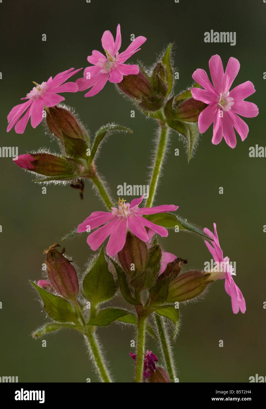 Red Campion Silene dioica male flowers against the light Dorset Stock Photo