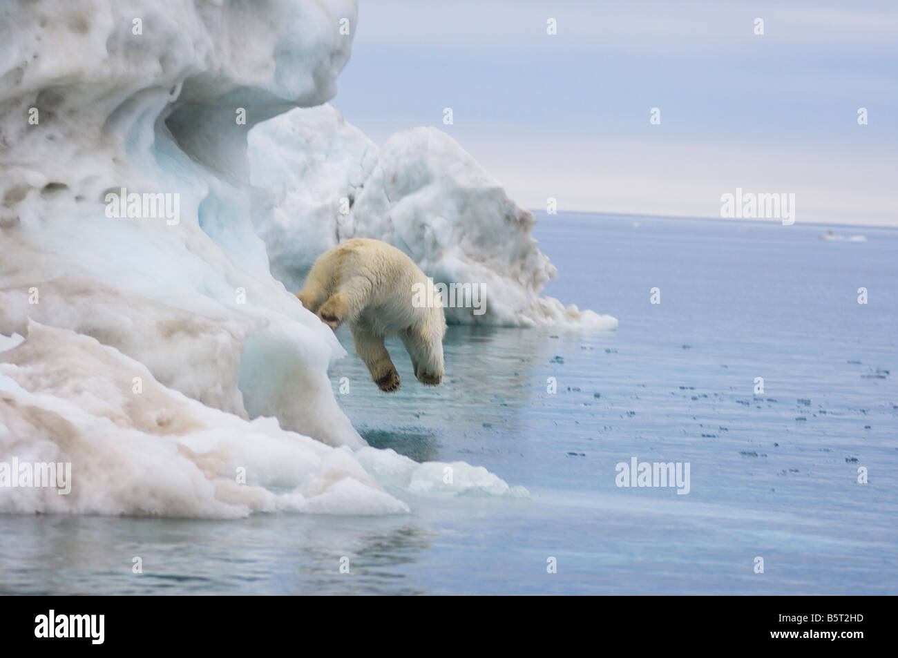 polar bear Ursus maritimus standing atop an iceberg floating in the ...