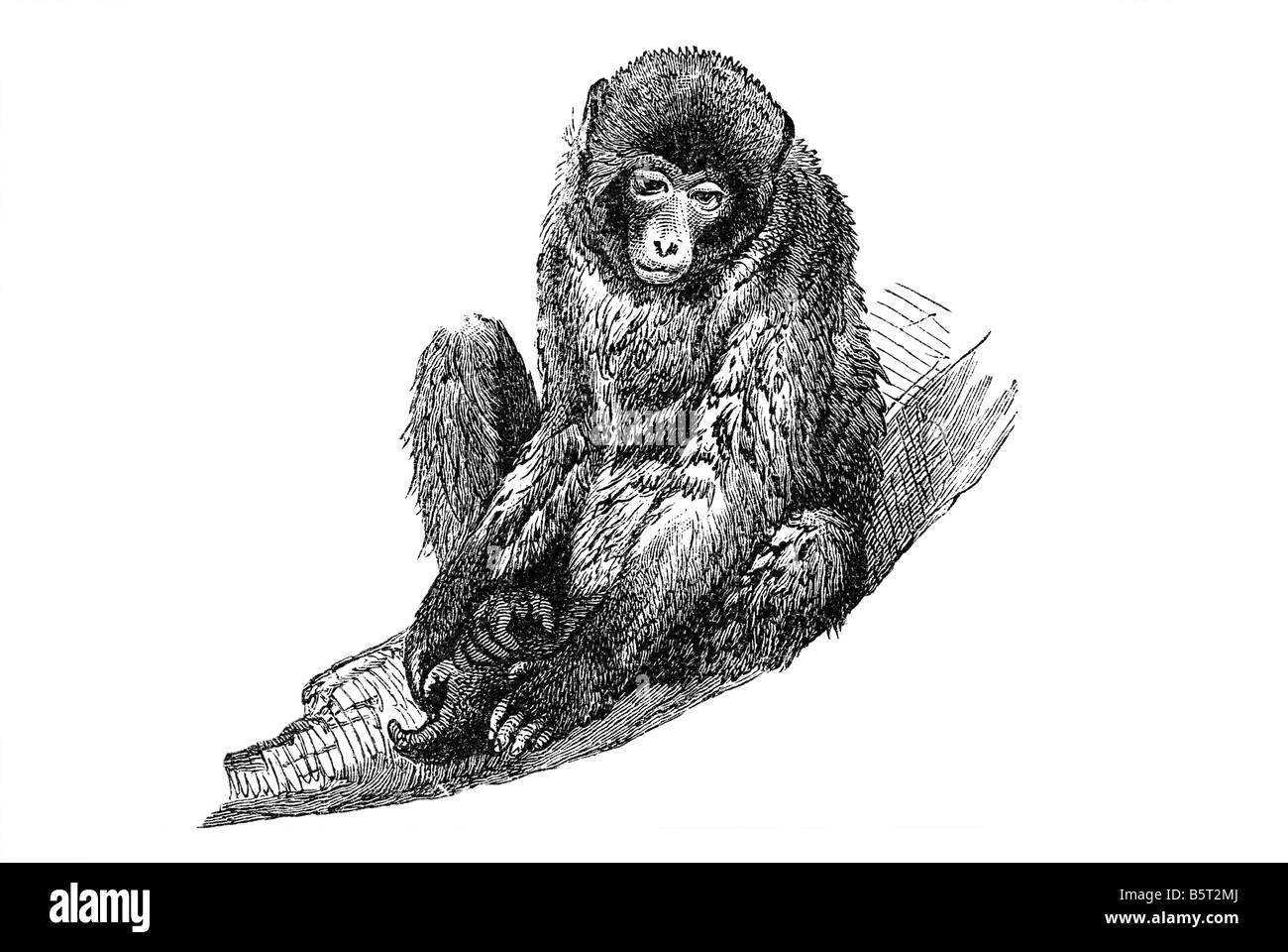 macaques genus of Old World monkeys subfamily Cercopithecinae sitting ape Stock Photo
