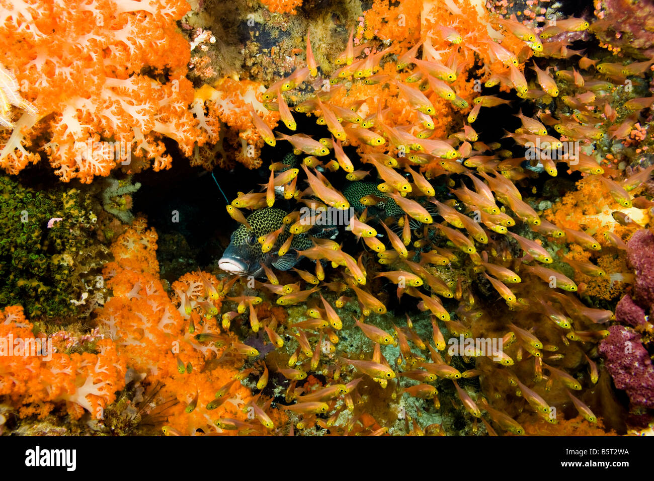 Clown sweetlips, Plectorhinchus chaetodonoides, with yellow glassy sweepers, Parapriacanthus ransonneti, Komodo, Indonesia. Stock Photo