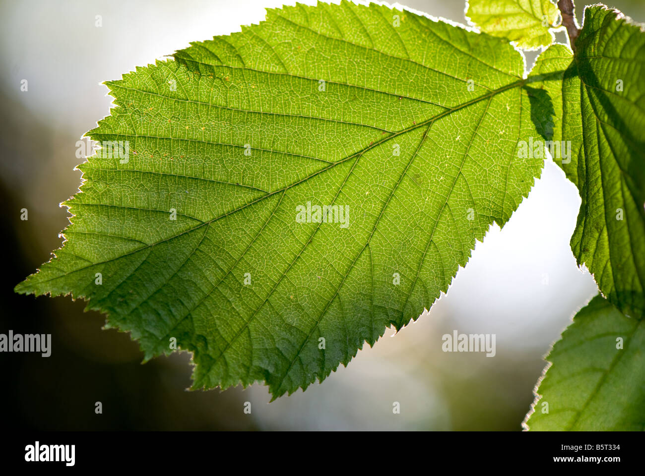 Close-up of a Hazel leaf showing lateral and main veins Stock Photo