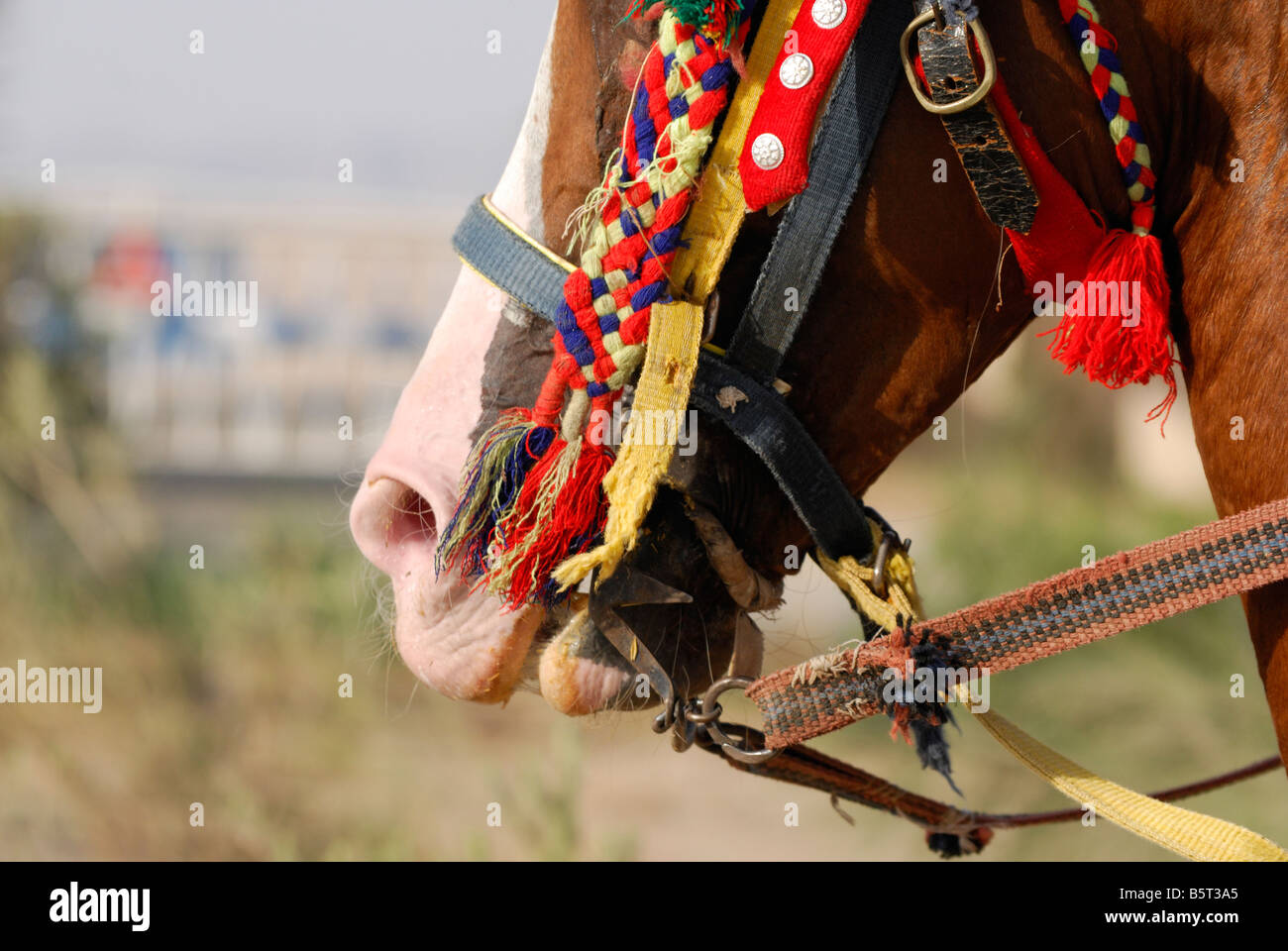 Horse's head Egypt Stock Photo Alamy