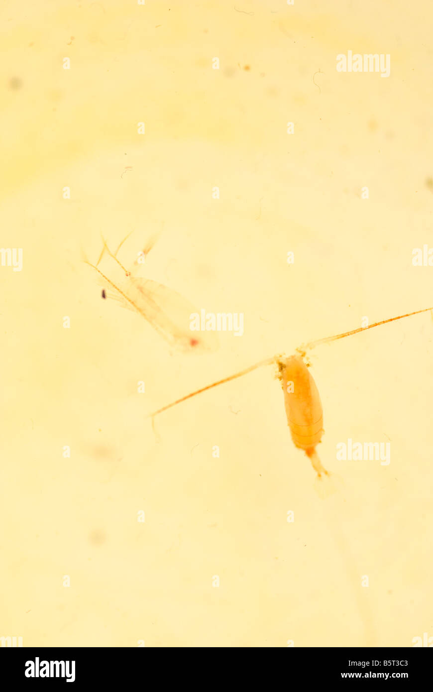copepods crustaceans that are at the base of the food chain and feed on algae lives in the shallow waters Stock Photo