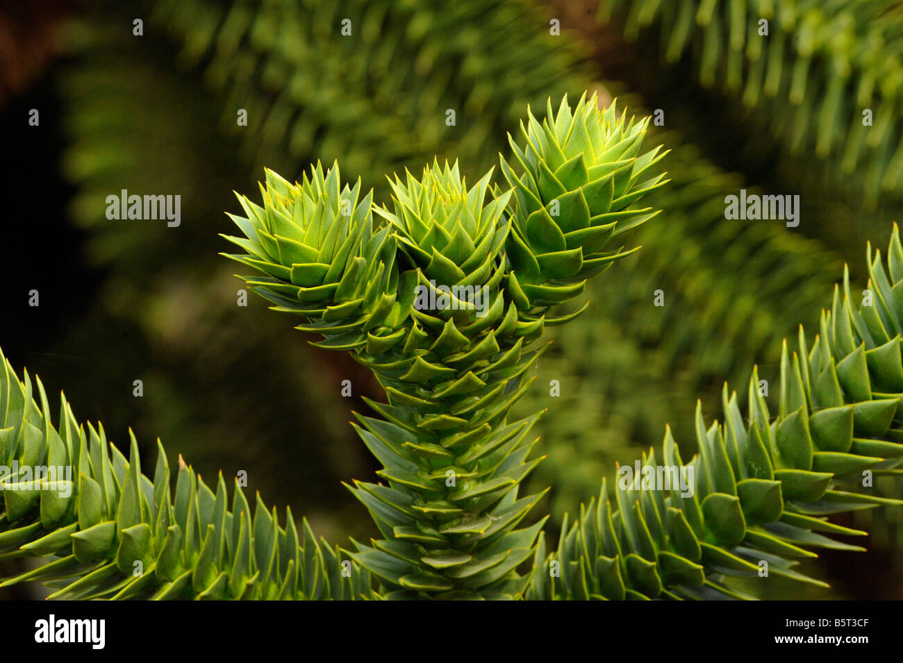 Spirally arranged spiky leaves of monkey puzzle tree Araucaria araucana Stock Photo