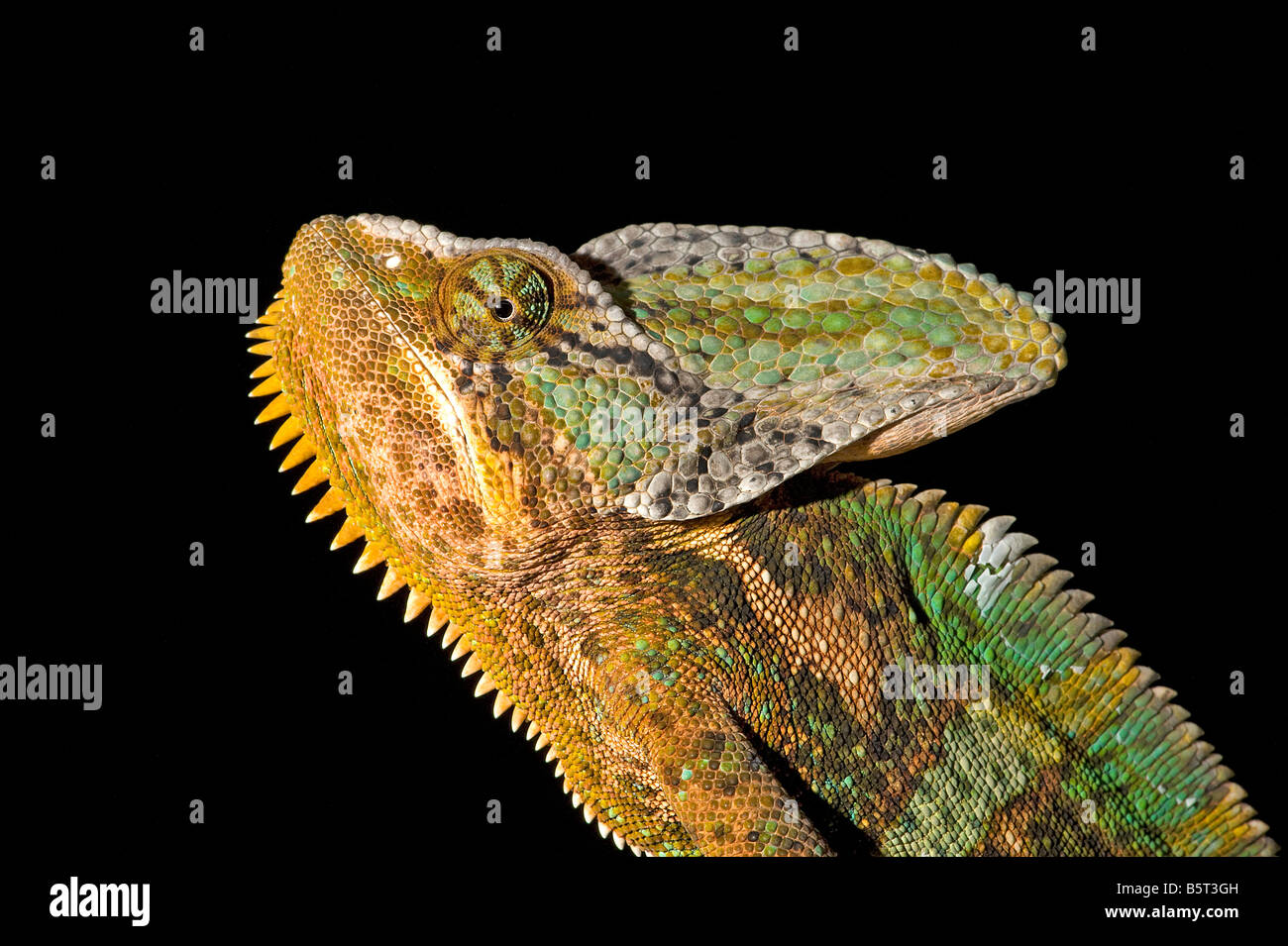 Male veiled or Yemen chameleon Chamaeleo calyptratus has a large casque on head Stock Photo
