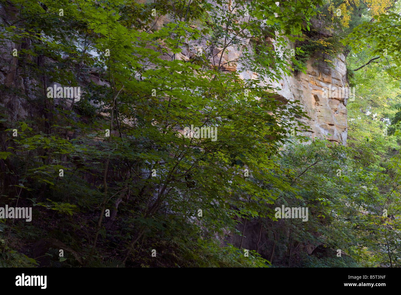 Wild Cat Bluff State Park: Where Adventure Meets Serenity in Iowa