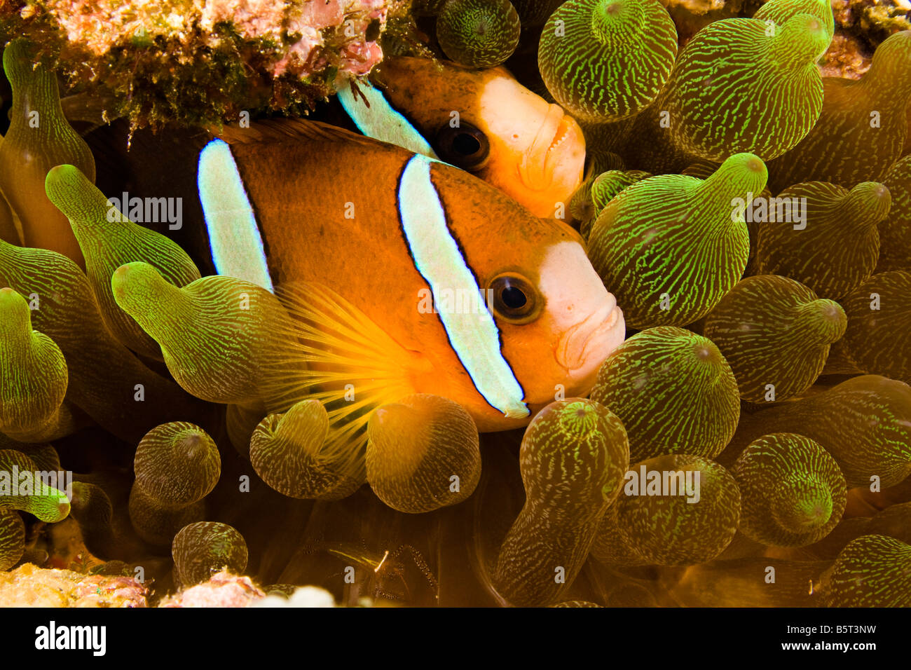 Clark's anemonefish, Amphiprion clarkii, in sea anemone, Entacmaea quadricolor, Komodo, Indonesia. Stock Photo