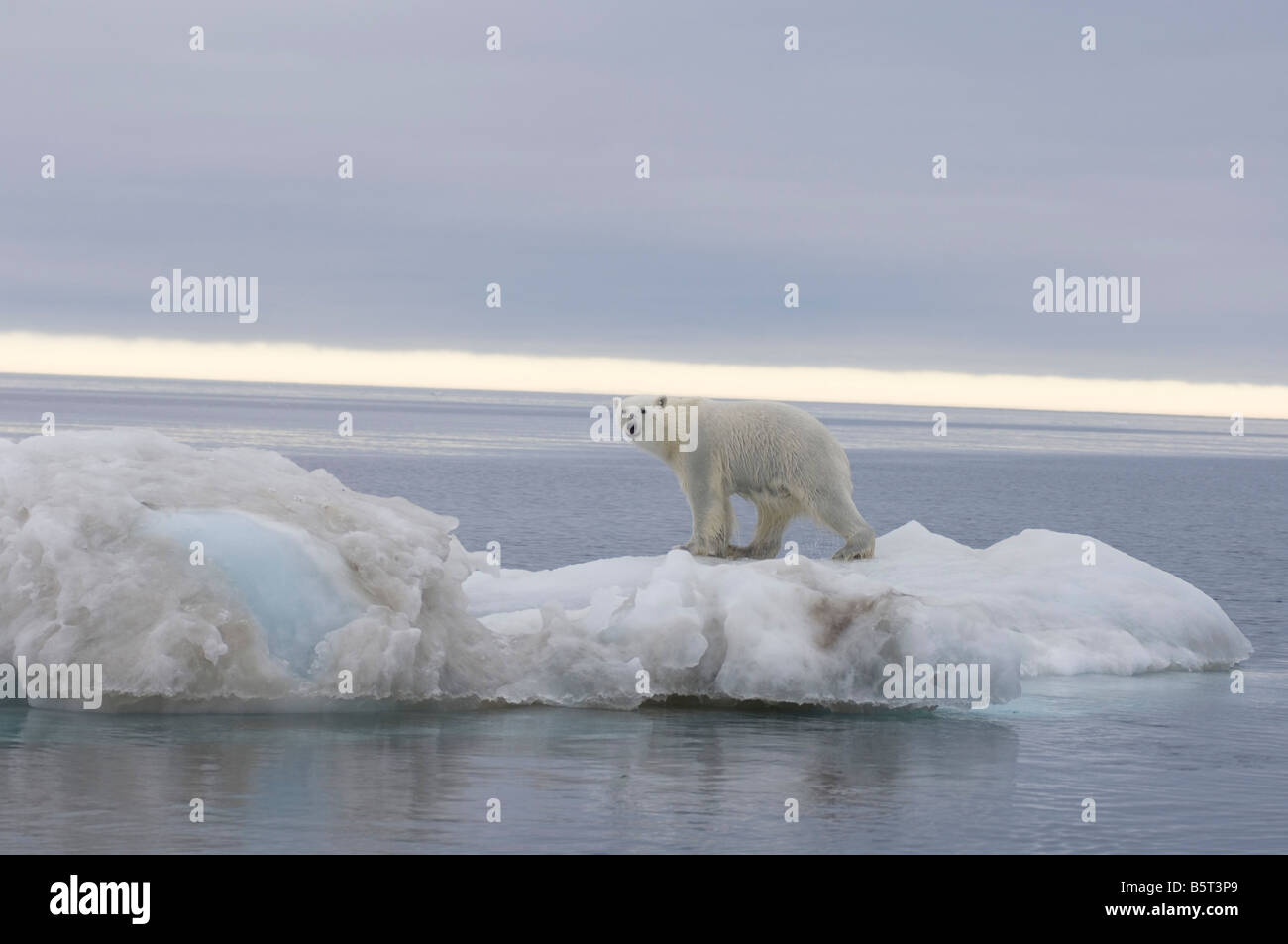 polar bear Ursus maritimus standing on an iceberg floating in the ...