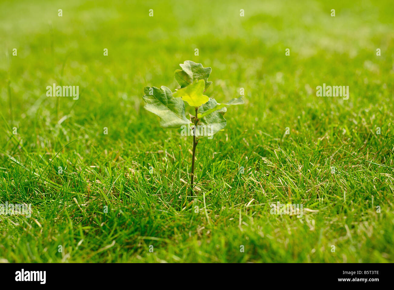 Oak Sapling High Resolution Stock Photography And Images Alamy