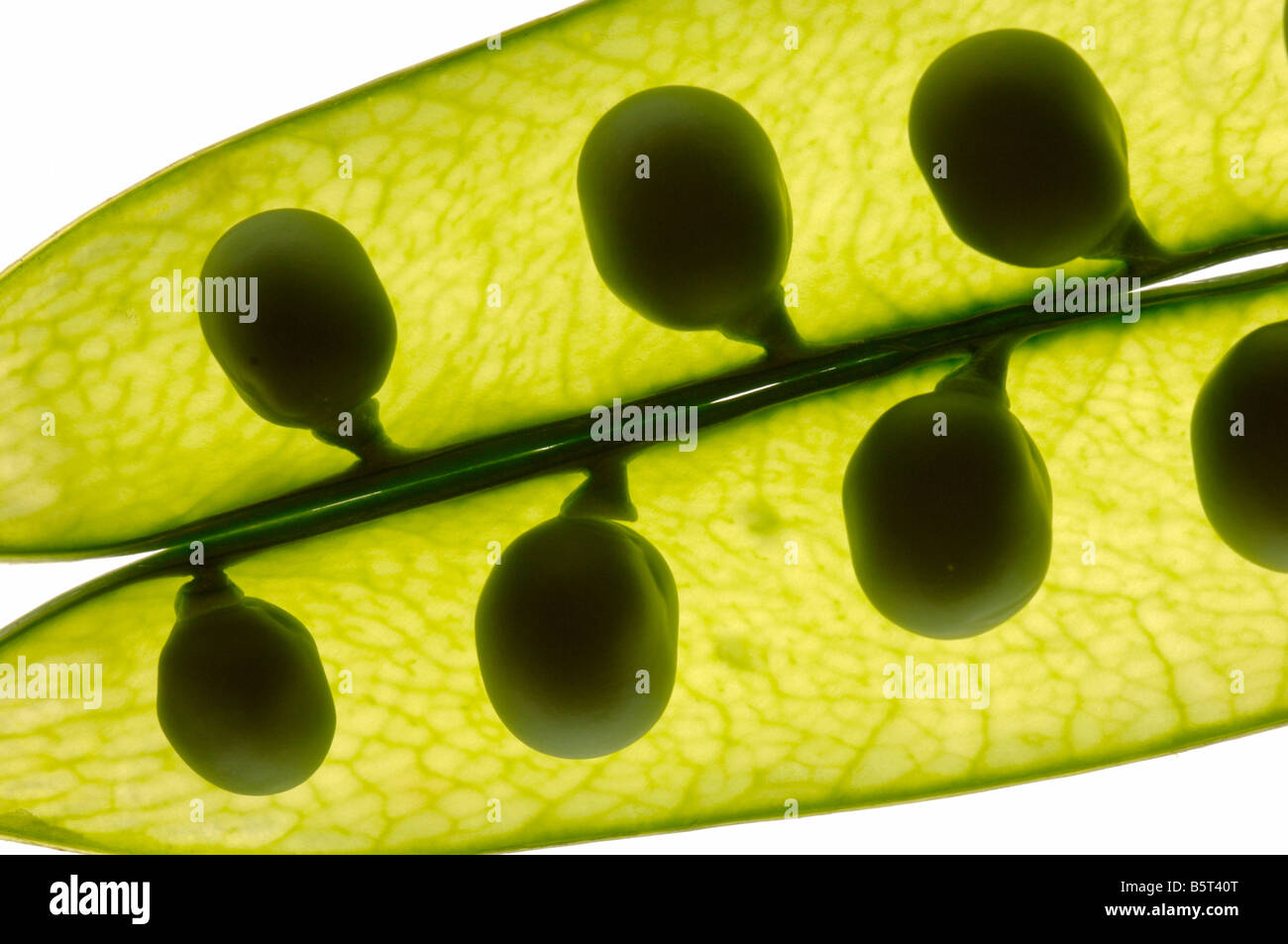 Fresh peas in an opened pod Stock Photo