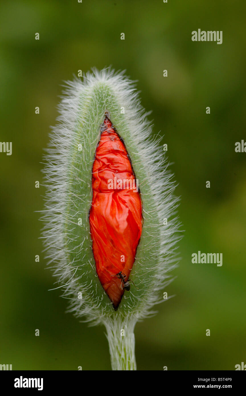 Poppy Papaver pseudo orientale bud originates from the Caucasus and northern Iran Stock Photo