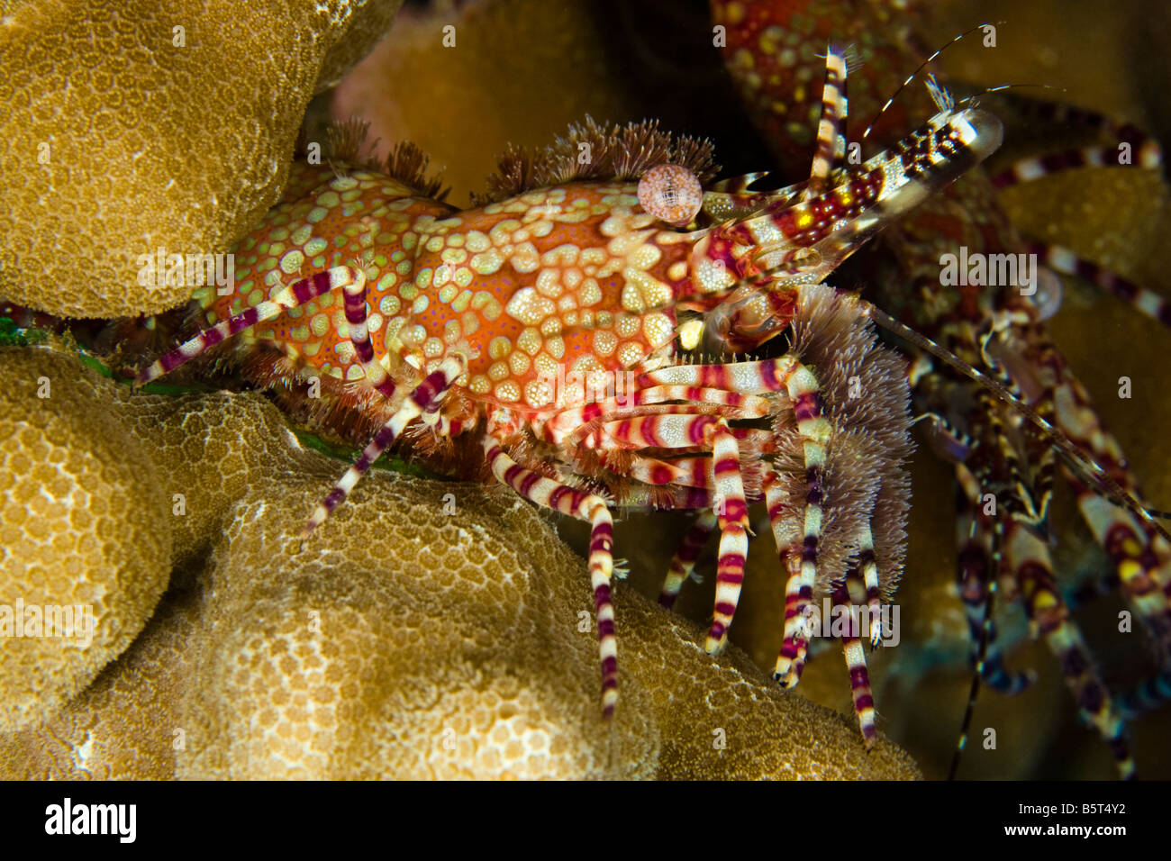 This female marbled shrimp, Saron marmoratus, shows it's tufts of bristles. A male is in the background. Hawaii. Stock Photo
