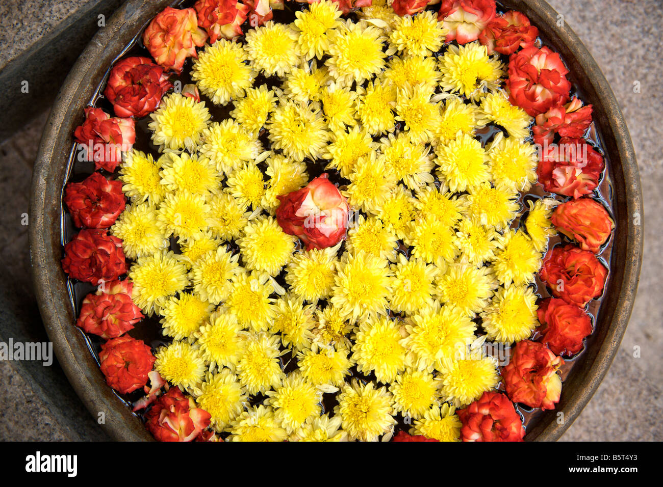 Flowers in the Calve hotel courtyard in Pondicherry India Stock Photo Alamy