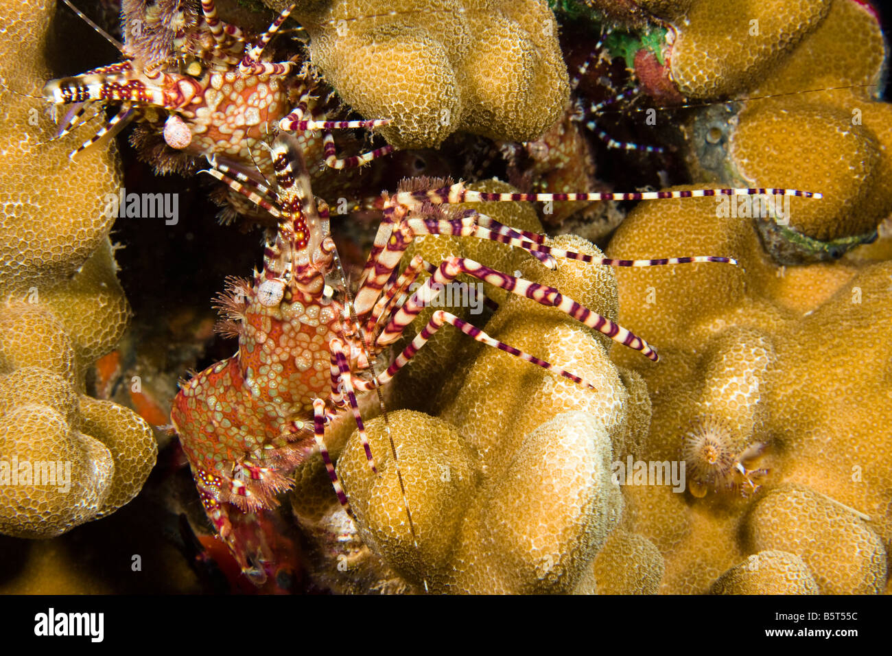 Marbled shrimp, Saron marmoratus, are common on Hawaii's reefs, Hawaii. Stock Photo