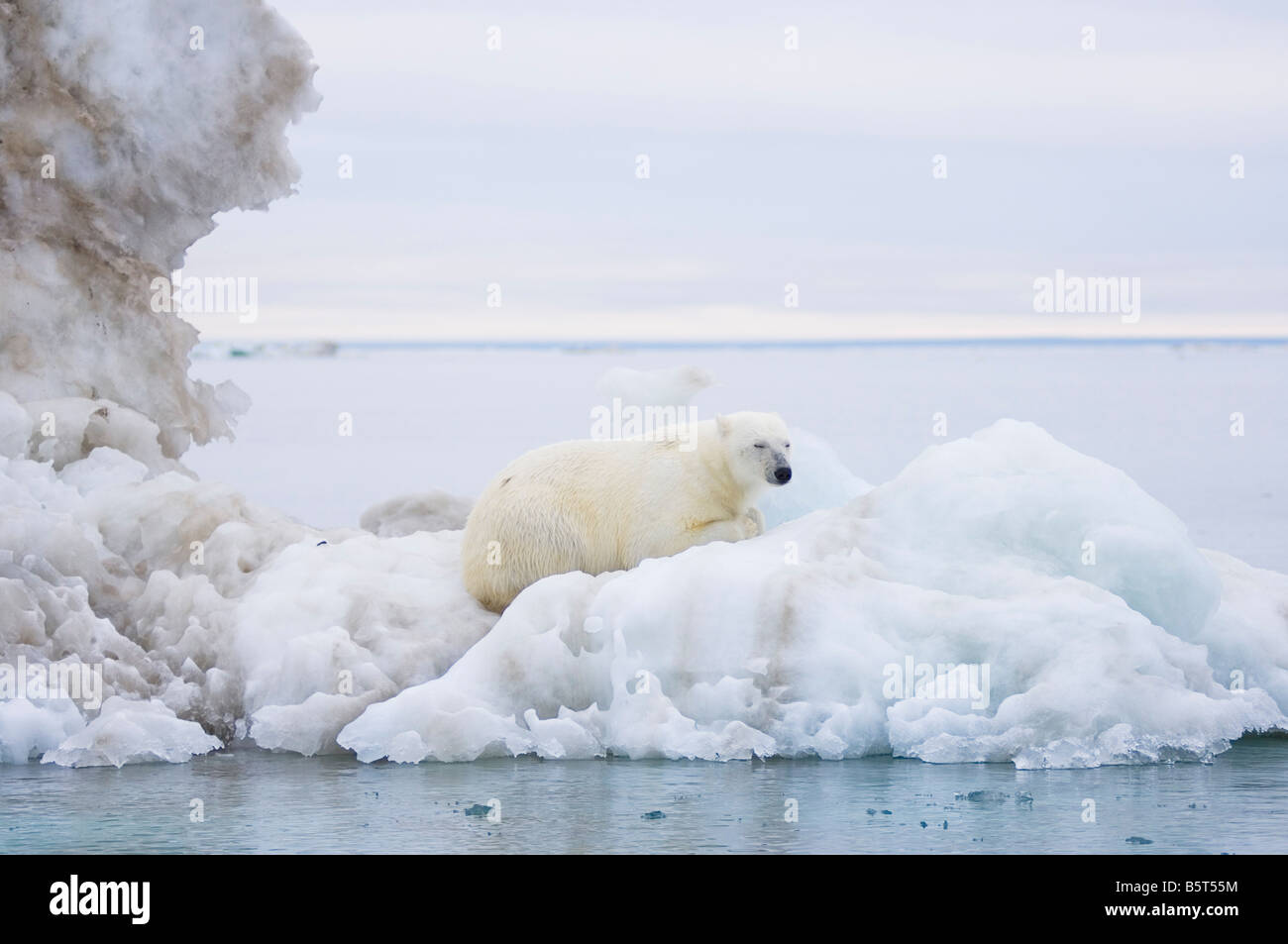 polar bear Ursus maritimus standing atop an iceberg floating in the ...