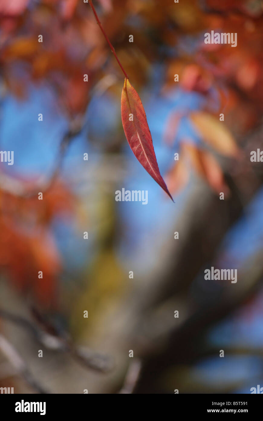 Vivid orange colour hi-res stock photography and images - Alamy