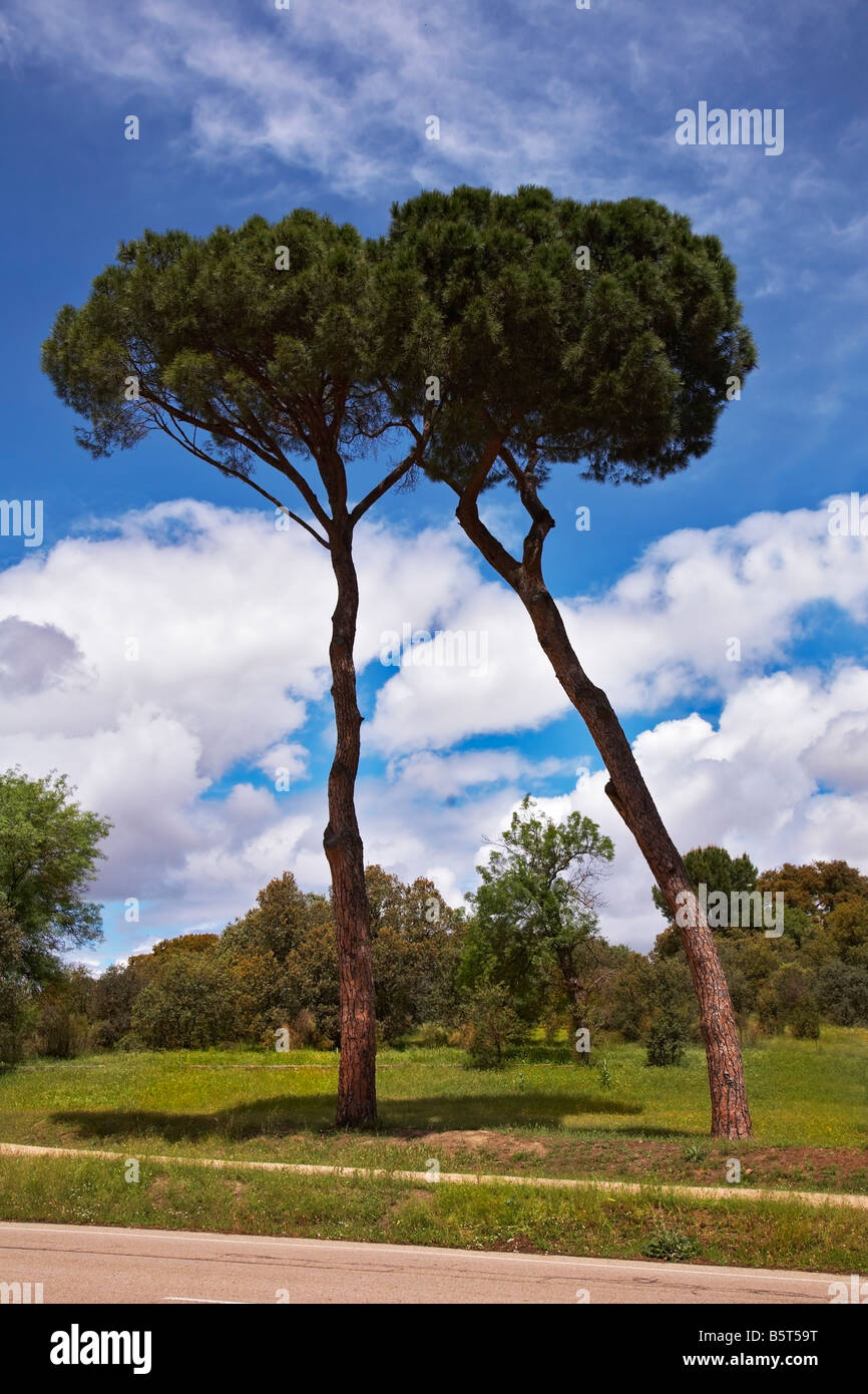 Walk in magnificent suburban park of Madrid in warm spring day Stock Photo