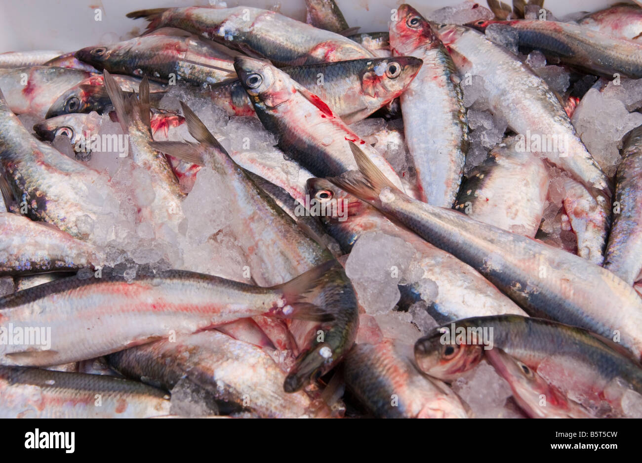 Locally caught herring at the annual Herring Festival in the coastal