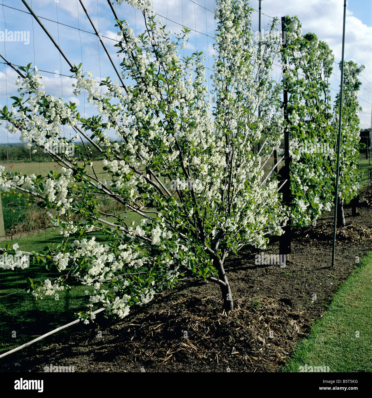 Fan trained fruit trees rhs hires stock photography and images Alamy