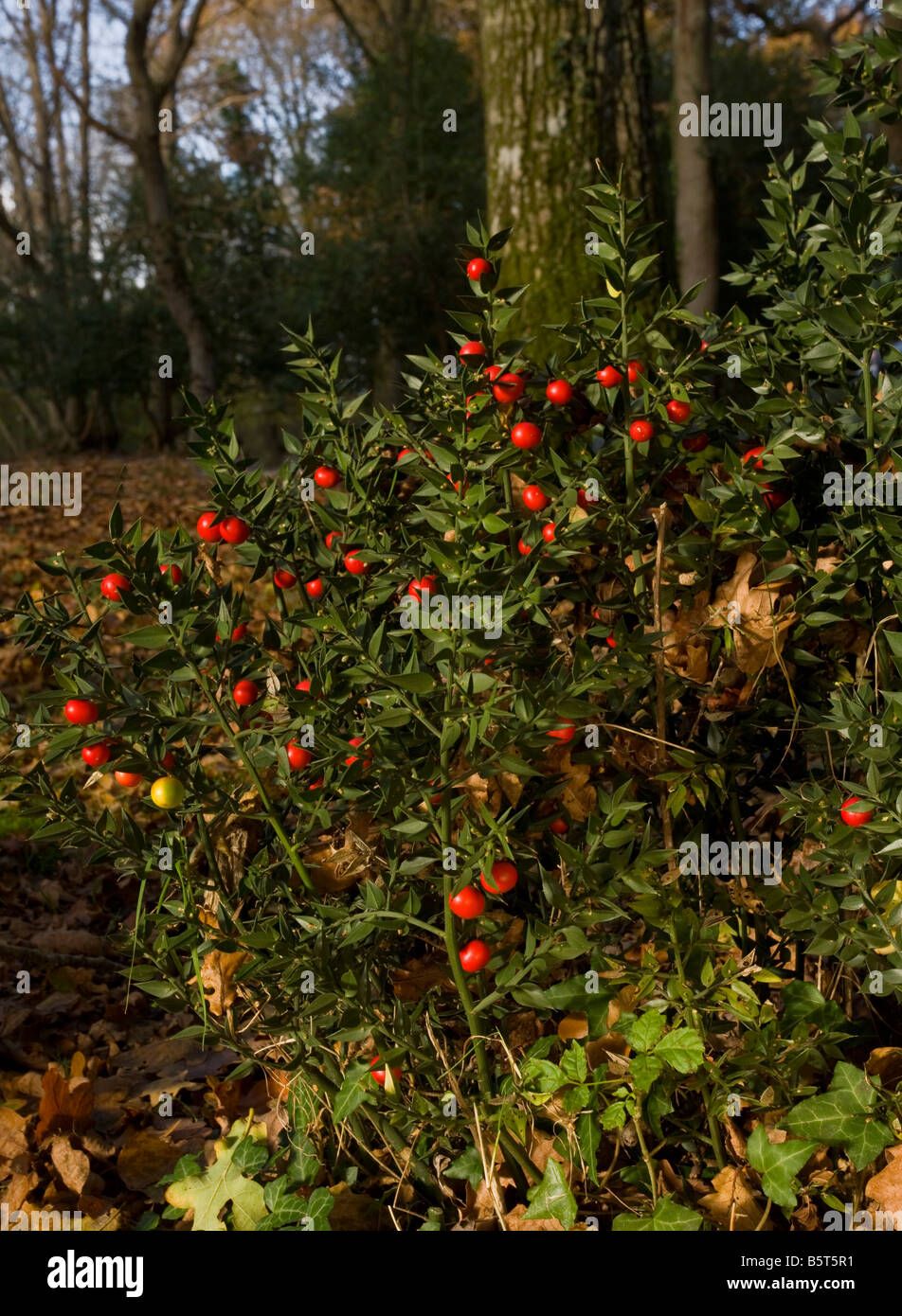 Butcher s Broom Ruscus aculeatus in flower and fruit autumn New Forest Hants Stock Photo