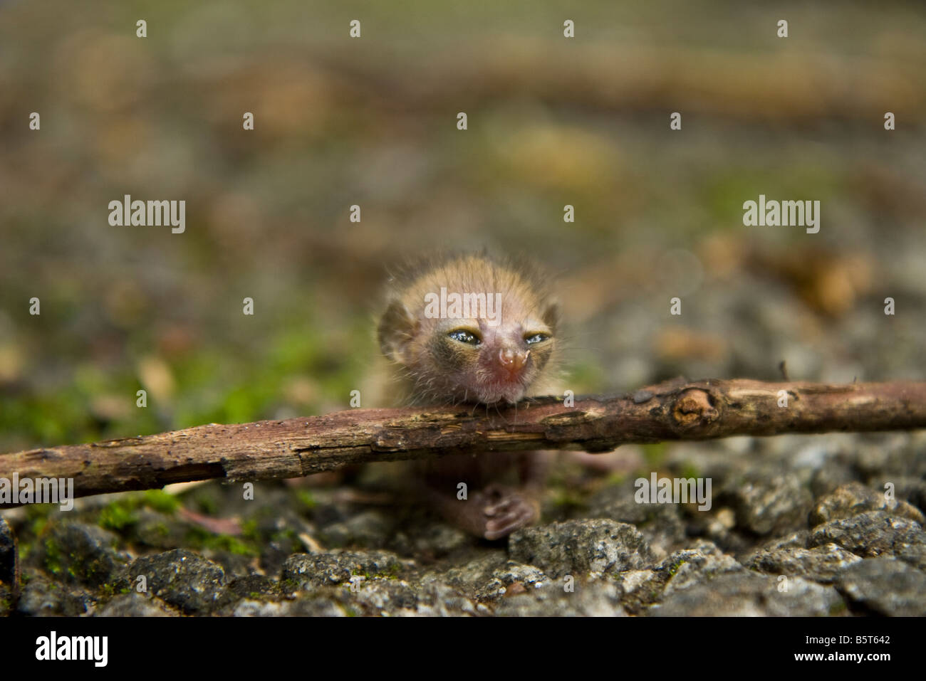 What is believed to be an infant Galago or bushbaby fallen to the ground in Togo, West Africa. Stock Photo
