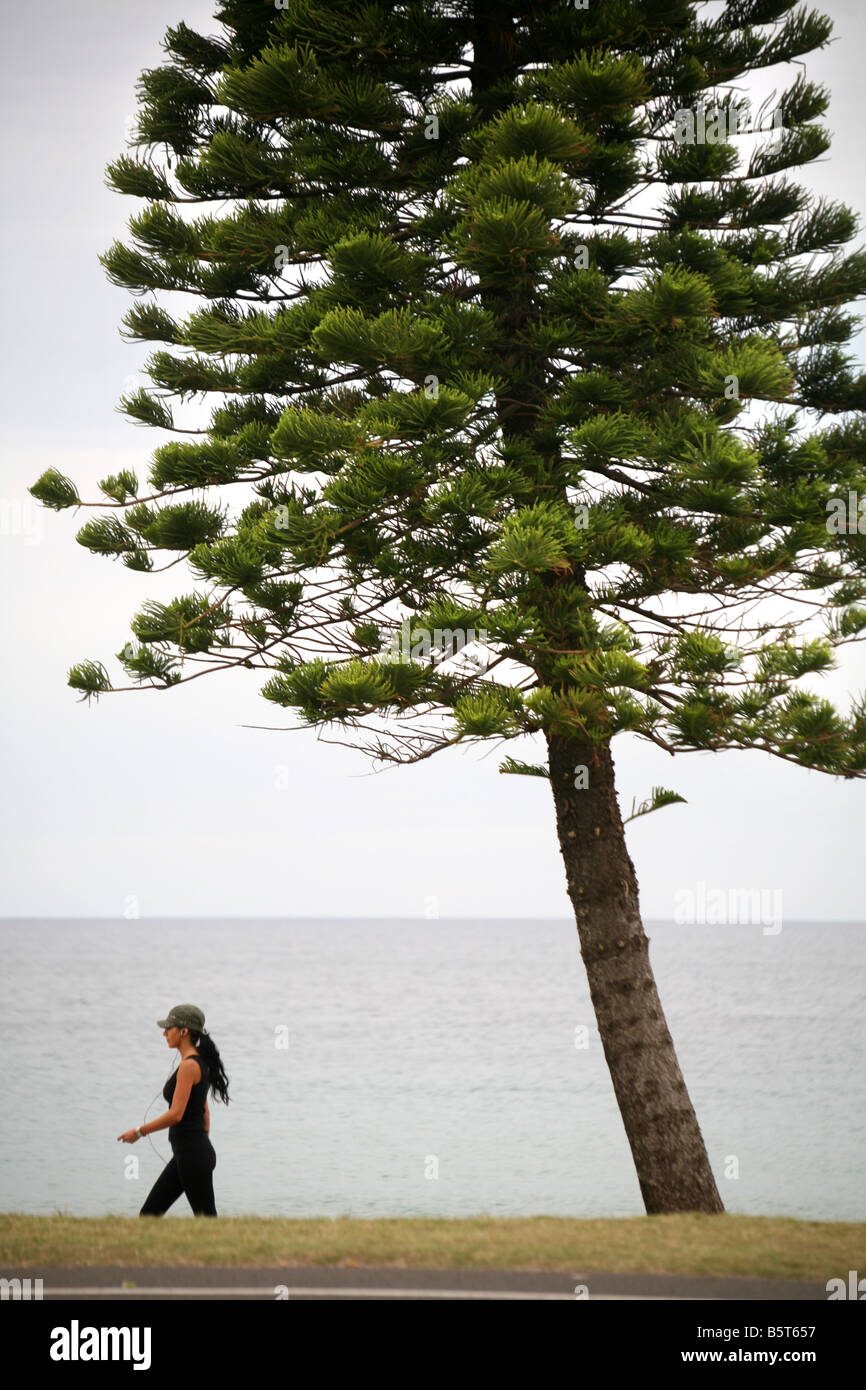 A woman listens to music on an ipod as she walks past one of the Norfolk pines that line Manly beach in Sydney Australia Stock Photo