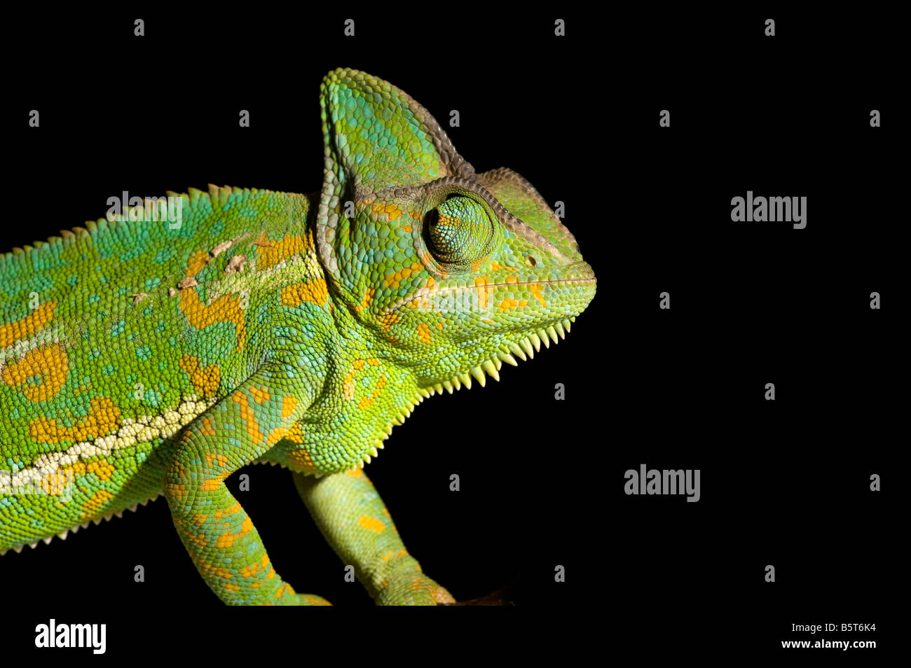 Female veiled or Yemen chameleon Chamaeleo catytratus eye movement Stock Photo