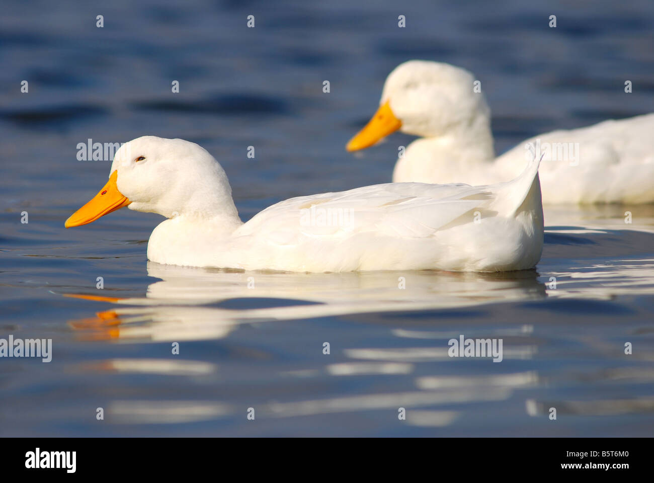 Two ducks swimming in clear blue water Stock Photo