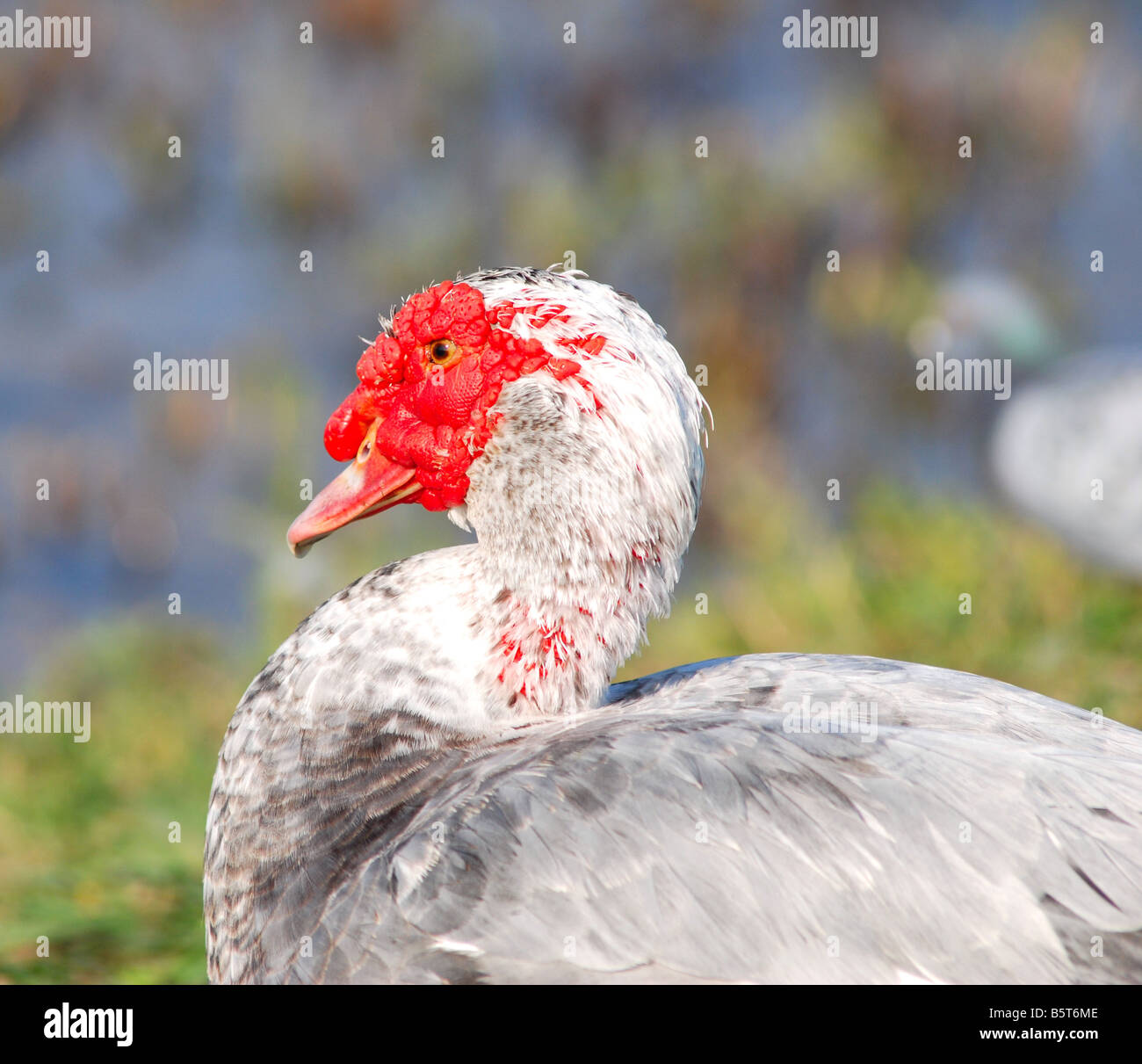 The Ugly Duck Stock Photo