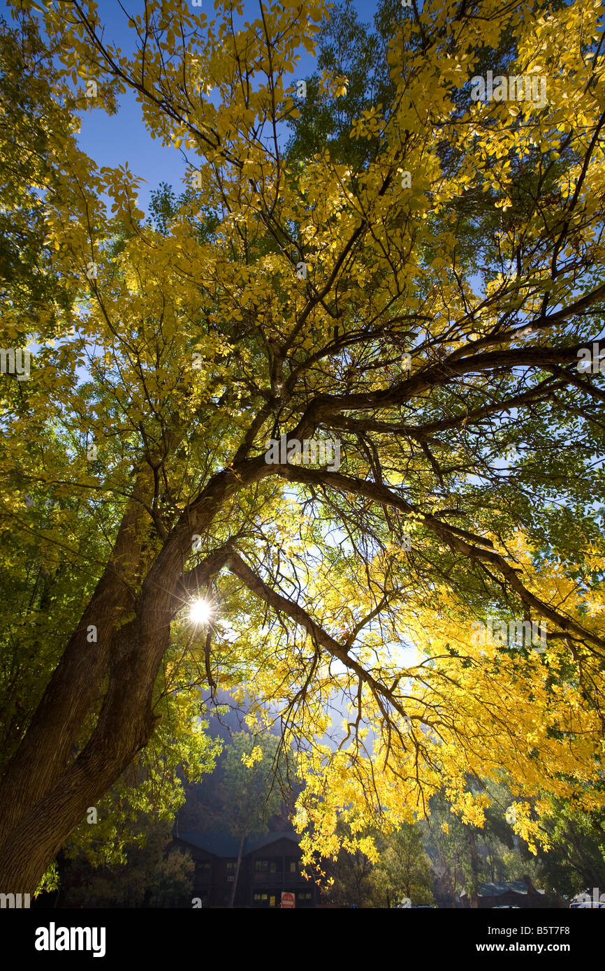 Yellow Cottonwood tree Zion National Park Utah Stock Photo Alamy