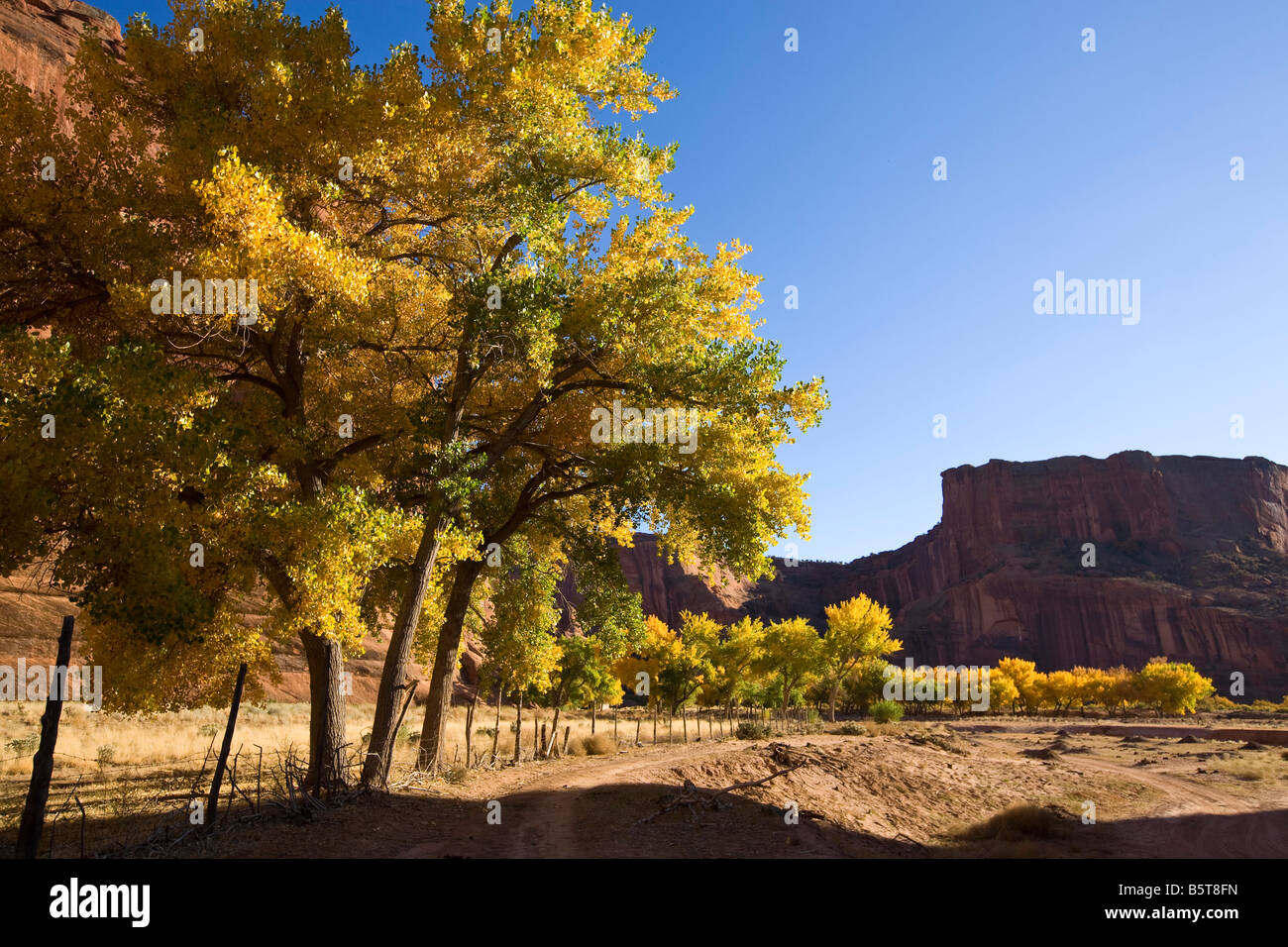 Cottonwood tree arizona hires stock photography and images Alamy